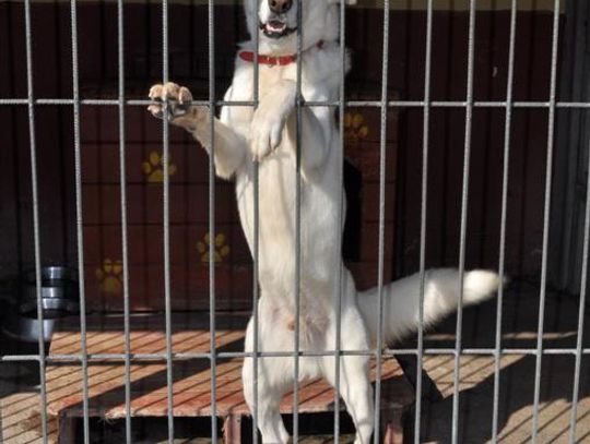 Zabrakło głosów czy dobrej woli?