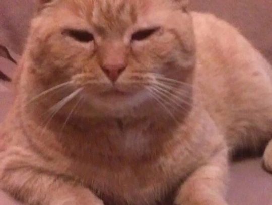 Zaginął chory kot. Właścicielka prosi o pomoc