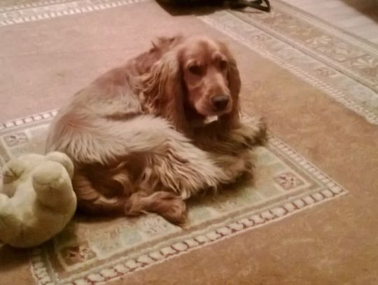 Zaginął pies rasy cocker spaniel - właściciele proszą o pomoc
