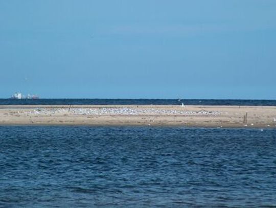 Zagrożony rezerwat Mewia Łacha w ujściu Wisły
