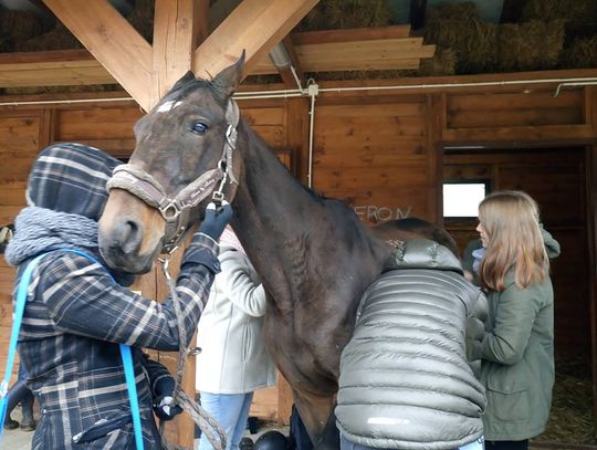 Zajęcia warsztatowe z końmi