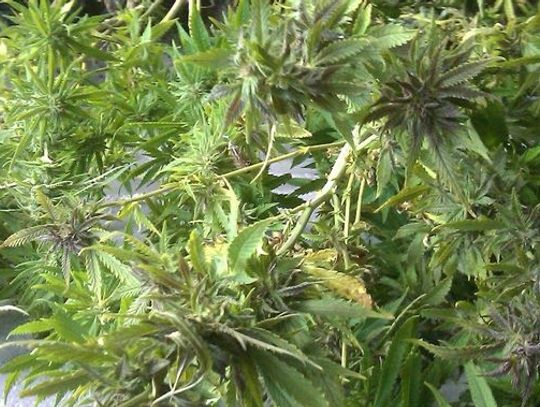 Zakłócali porządek z marihuaną  