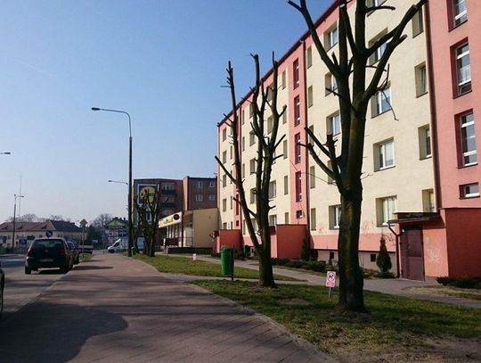 Zamiast drzew... zostały kikuty. Przycinka drzew w mieście - pielęgnacja czy dewastacja?