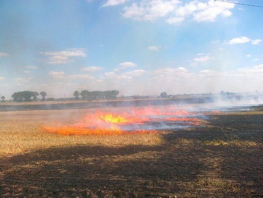 Zapłonęło pole ze ścierniskiem
