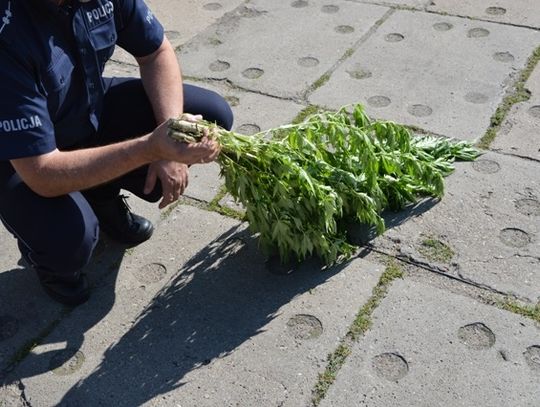 Zasadził 1,5-metrowe konopie na działce