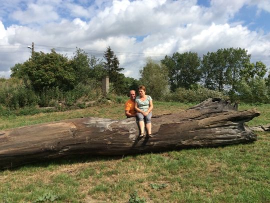 Zaskakujące odkrycie w ogrodzie! Ponad 1000-letnie drzewo! 