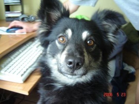 Zastrzelił psa z wiatrówki! Zdenerwował go niegroźny, czarny kundelek...