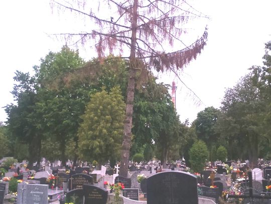 Zatruli drzewo przez ptaki? Teraz boją się, że runie