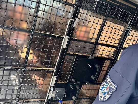 Zatrzymanie 16 poszukiwanych. Odpowiedzą m.in. za przestępstwa narkotykowe, oszustwa i niepłacenie alimentów