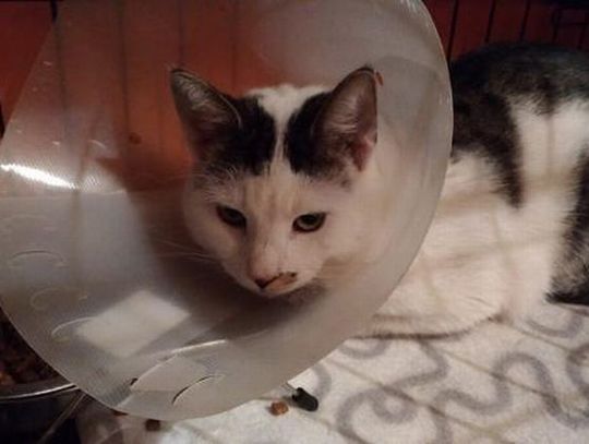 Zatrzymano sprawcę brutalnego okaleczenia kota.