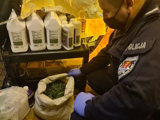 Zatrzymany 32-latek miał w piwnicy plantację marihuany