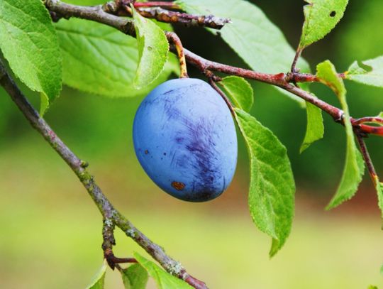 Zatrzymany z reklamówką pełną śliwek