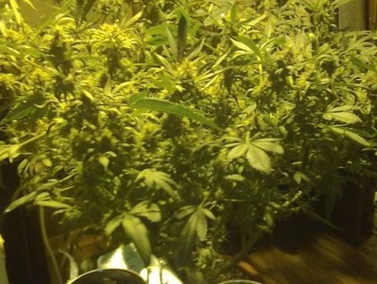 Zautomatyzowana plantacja w piwnicy