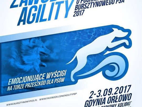 Zawody psiej zwinności na Kolibkach 