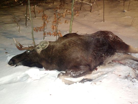 Zderzenie z łosiem - ranna pasażerka auta