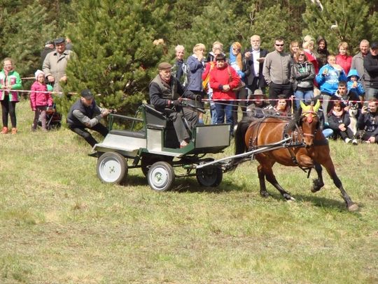 ZDJĘCIA: Dzień Konia - zawody w powożeniu i mnóstwo innych atrakcji