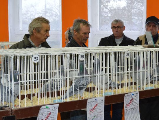 (ZDJĘCIA) Wystawa gołębi pocztowych w „okrąglaku” - nagrody dla czempionów