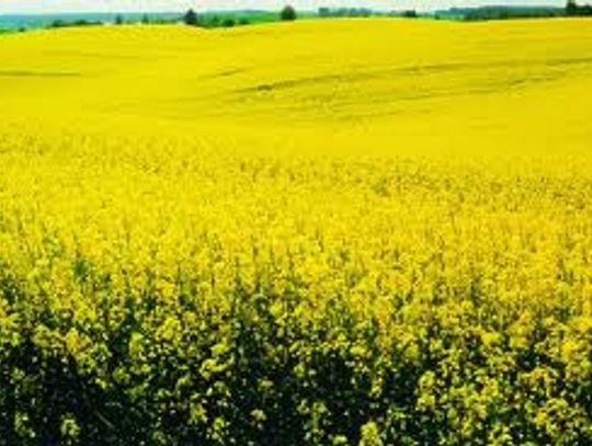 Zginął rolnik. Wypadek przy magazynowaniu rzepaku
