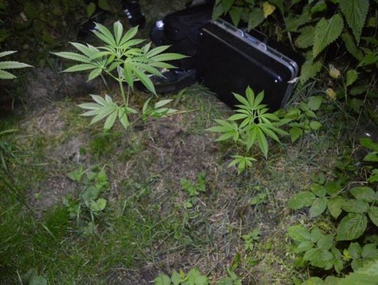 Zgłosił awanturę domową. Okazało się, że uprawia marihuanę. 27-latek usłyszał zarzuty