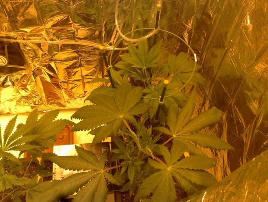 Zgubił zapiski o uprawie konopii i został namierzony