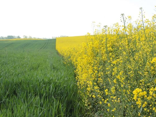 Ziemia znów droższa