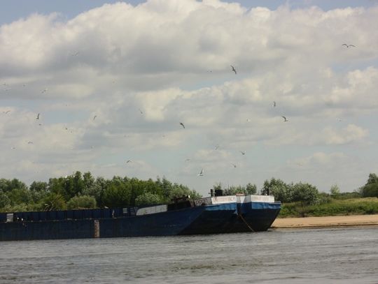 Zjedzone przez mewy. Dramat ptaków na Wiśle. Pisklęta płyną na gałęziach - nie mają szans na przeżycie