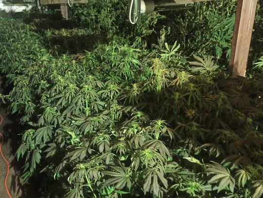 Zlikwidowana plantacja marihuany