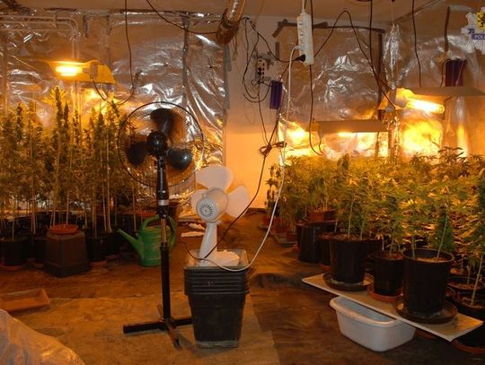 Zlikwidowano nielegalną uprawę konopi indyjskich