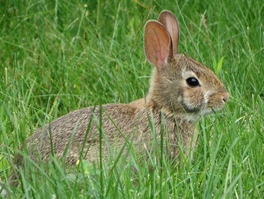 Znęcanie się na królikiem - postawiono zarzut rodzicom i dziadkom dziecka