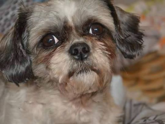 Znęcano się nad psem?! „Oddam w dobre ręce” – okazało się przepustką do lepszego świata dla Tobiego