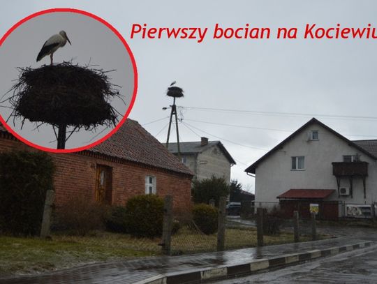Zobacz pierwszego bociana, który zawitał na Kociewie!