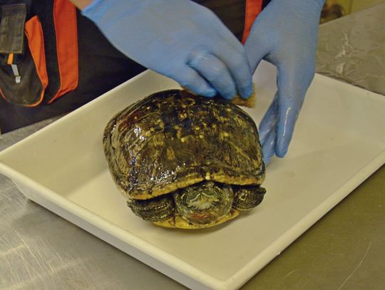 Żółw po przejściach szuka nowego domu 