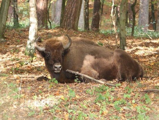 Żubry z gdańskiego zoo pojechały w świat. Wiosną urodzą się nowe osobniki