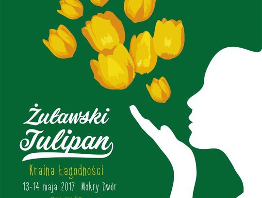 Żuławski Tulipan 2017