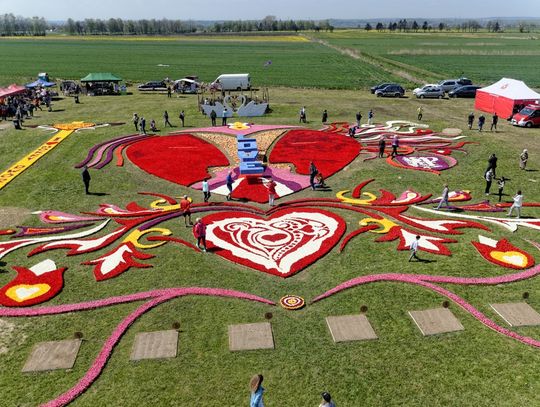 Żuławski Tulipan - tysiące tulipanów w Mokrym Dworze