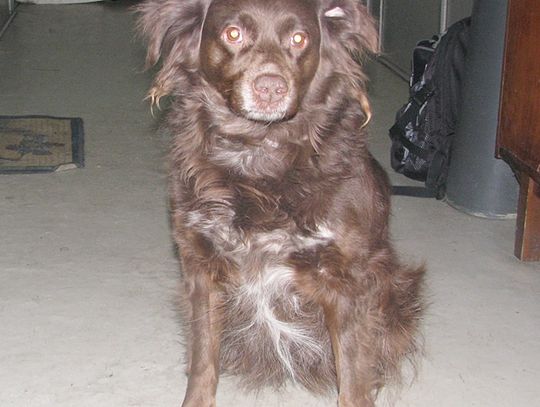 Zwierzaki w potrzebie