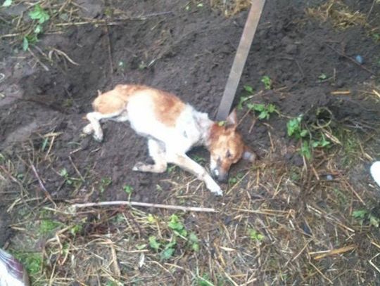 Zwierzę konało w męczarniach. Nie miało dostępu do jedzenia ani wody