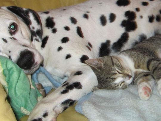 Zwierzę to nie zabawka, nie kupuj go w prezencie!