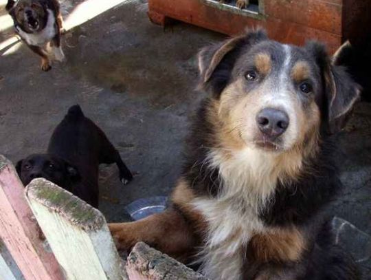 Zwierzęta i... brak zrozumienia. Czyste trawniki i piaskownice?