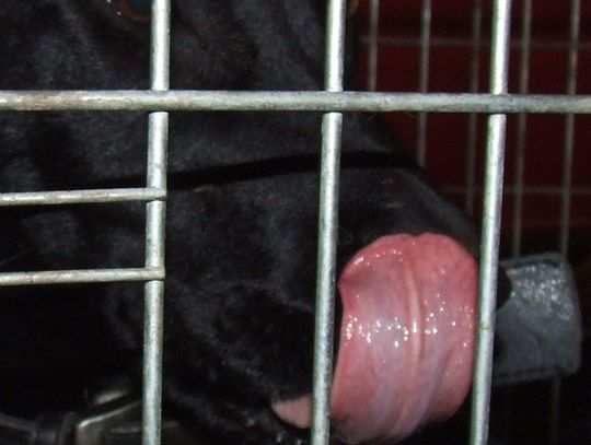 Zwierzęta i urlop? Są rozwiązania lepsze niż porzucenie