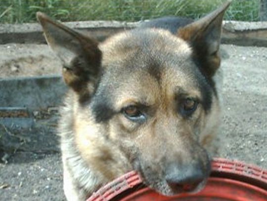 Zwyrodnialcy - kopali, topili psa. Schwytani w pościgu