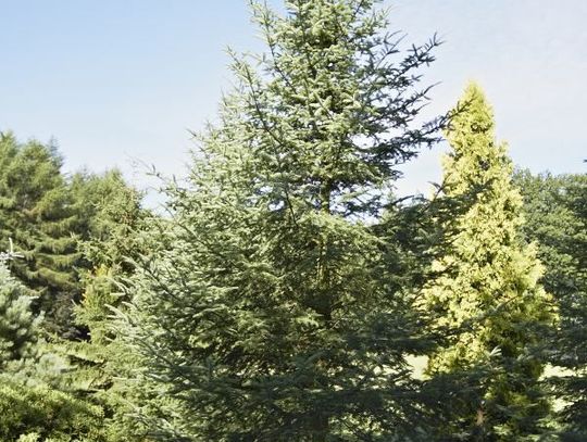 Żywa choinka na stałe przed Urzędem Marszałkowskim