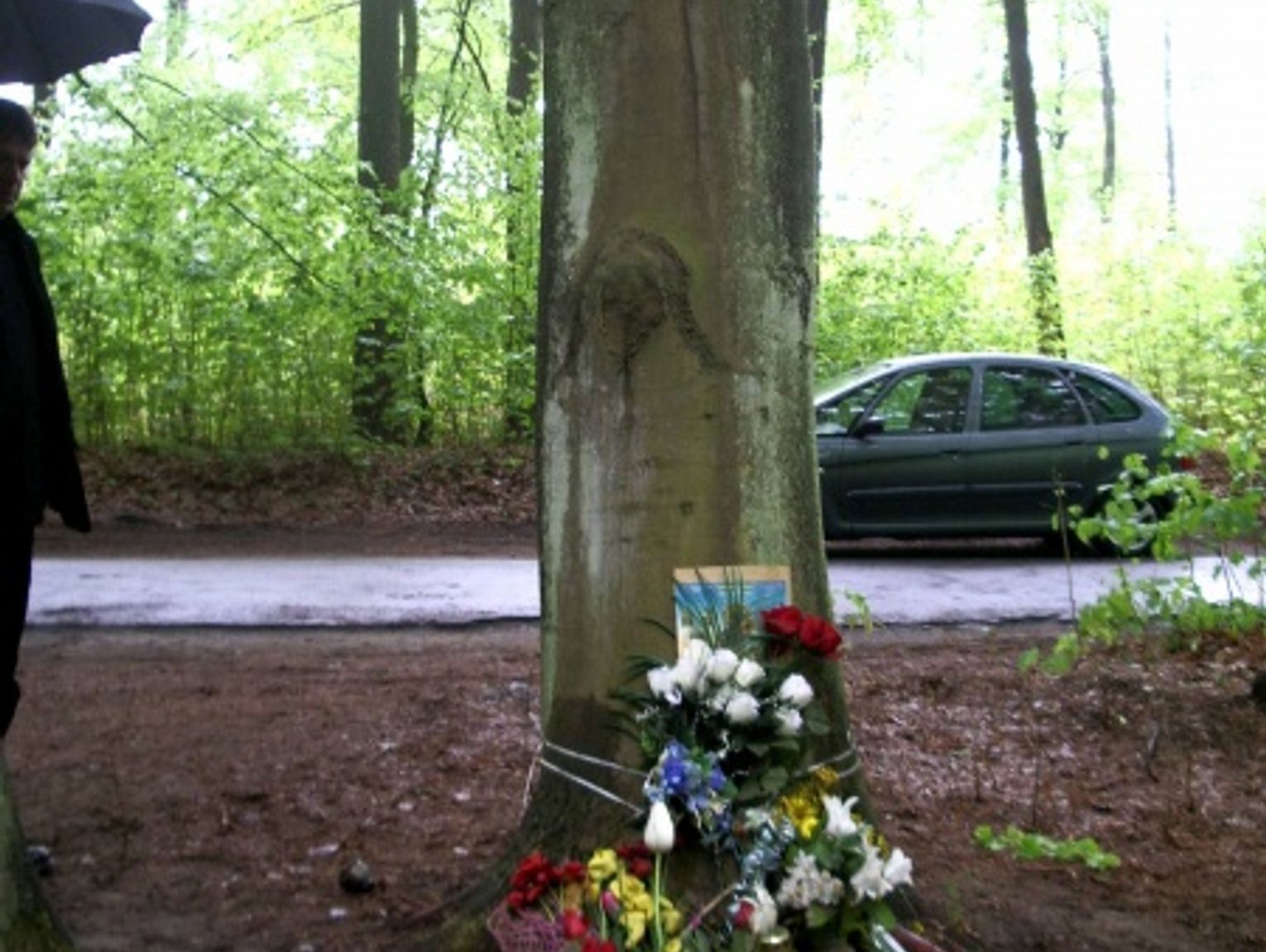 NIEZWYKŁE ZJAWISKO. Wizerunek Matki Boskiej na drzewie w Balewie?