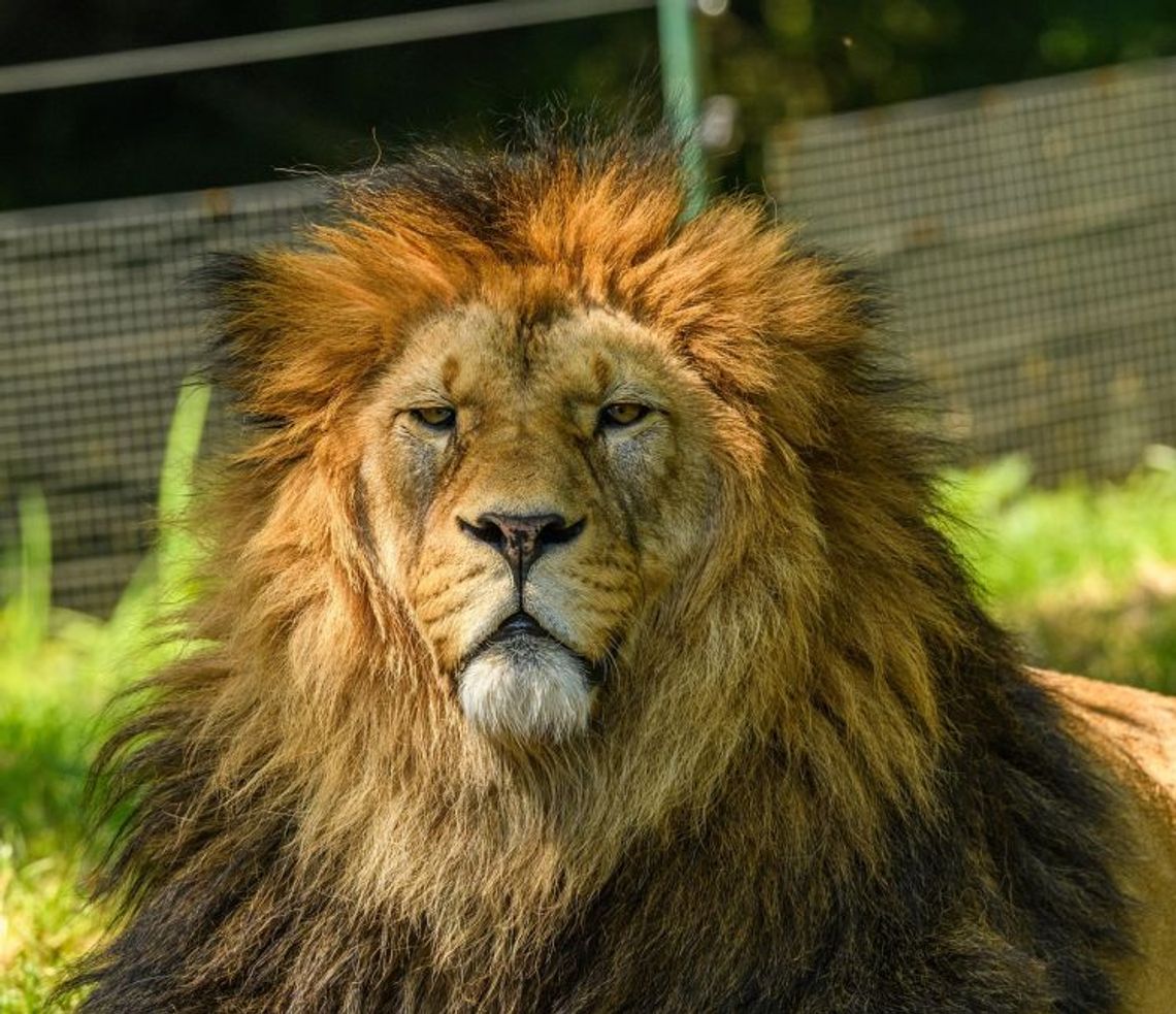 10 sierpnia 2025 r. - Ważny dzień w kalendarzu. Światowy Dzień Lwa 10 sierpnia 2025 r. - Ważny dzień w kalendarzu. Światowy Dzień Lwa