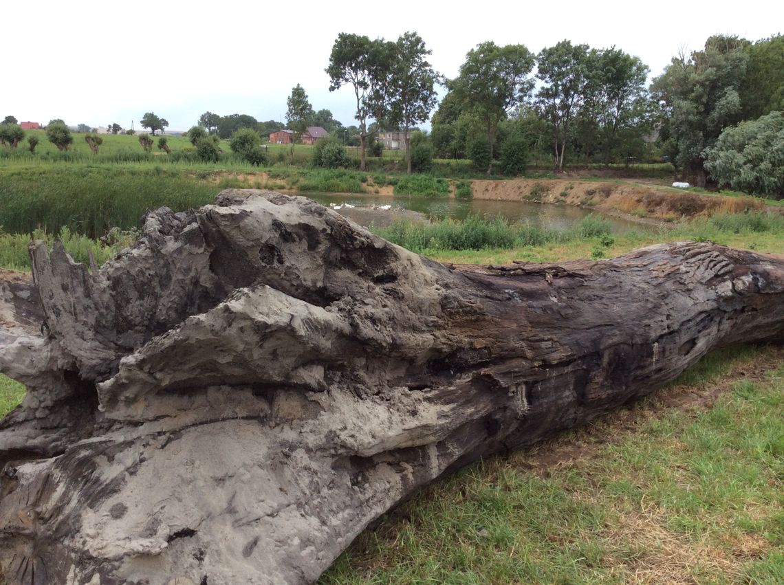 1000-letni dąb wydobyty - co dalej? Jak zagospodarować kolosa? 1000-letni dąb wydobyty - co dalej? Jak zagospodarować kolosa?