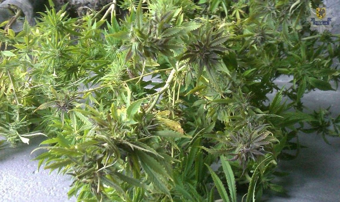 18-latek z 5 gramami trawki 18-latek z 5 gramami trawki