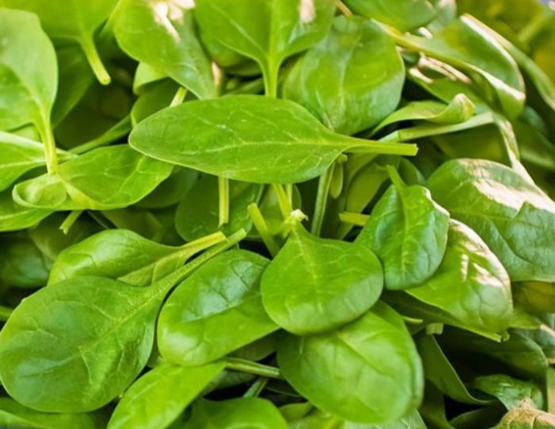 26 Marca 2026 r. - Ważny dzień w kalendarzu. Międzynarodowy Dzień Szpinaku 26 Marca 2026 r. - Ważny dzień w kalendarzu. Międzynarodowy Dzień Szpinaku