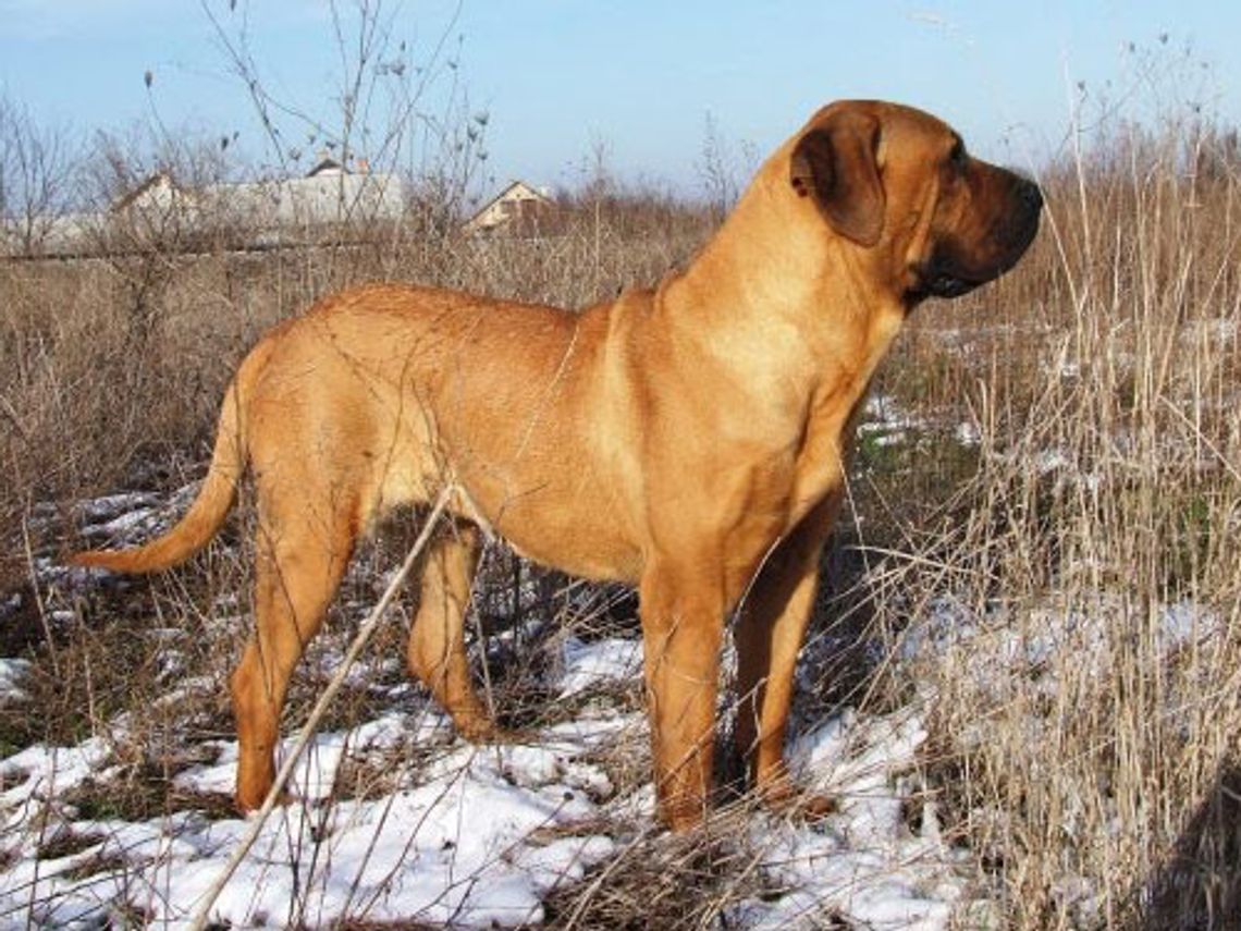 3,5-latek poturbowany przez psa. Właścicielka może usłyszeć zarzuty