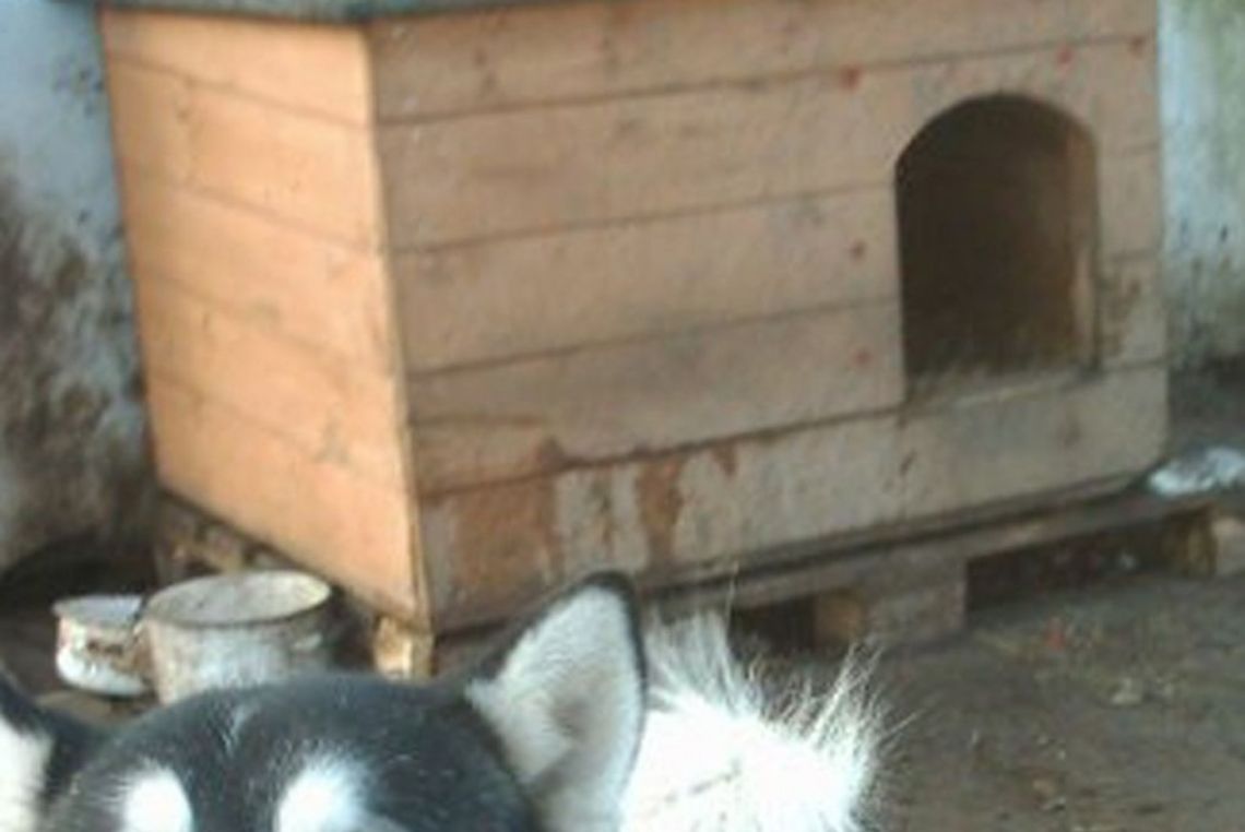 5-letni chłopiec pogryziony przez psa