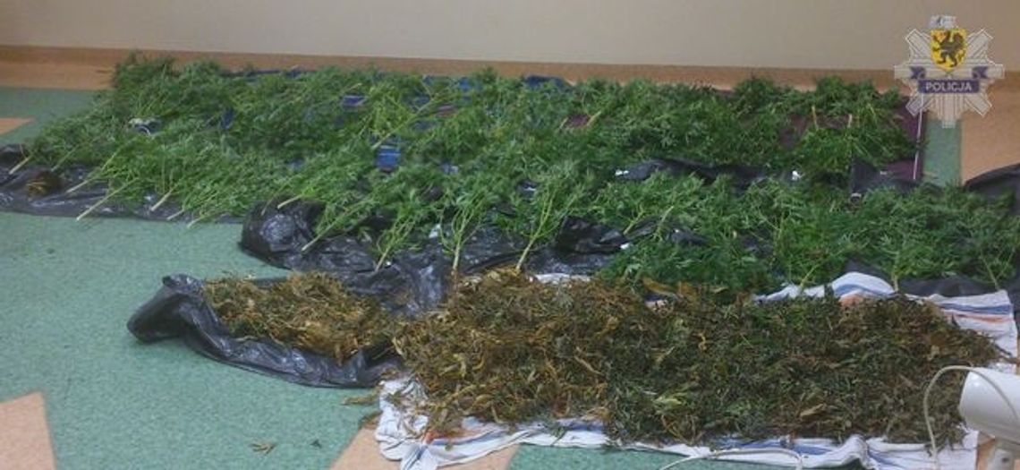 62 doniczki w domowej plantacji 62 doniczki w domowej plantacji